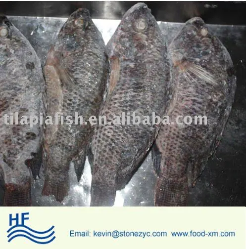 frozen farm-raised tilapia