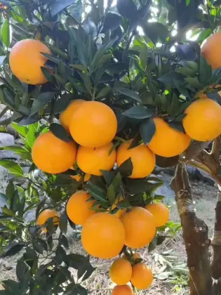 new crop fresh robert orange