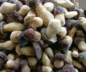 whole boletus