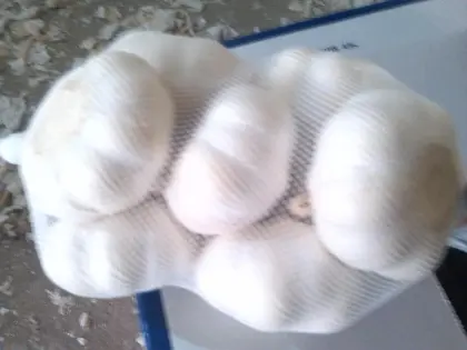 fresh garlic early June to September