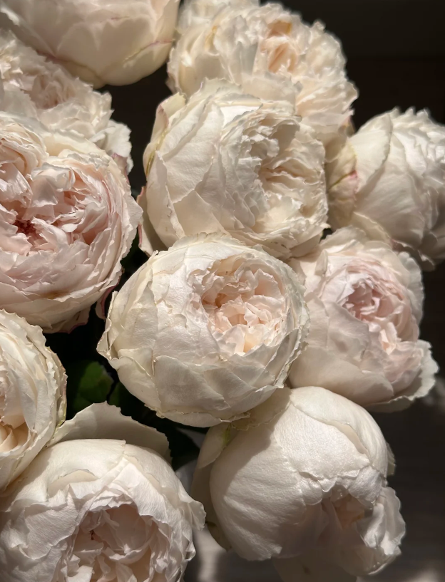 Cocotte Rose