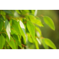 Eucalyptus Leaves Extract for Loosening Phlegm