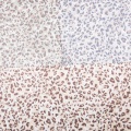 Tessuto in poliestere spandex con stampa leopardata