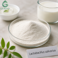 Lactobacillus salivarius para suplementos dietéticos