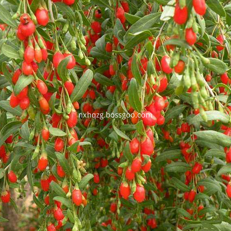 Organic Dried Goji Berry