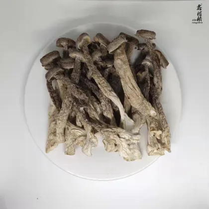 High Quality Edible Fungi: Hot Sale Pilose Antler Mushroom
