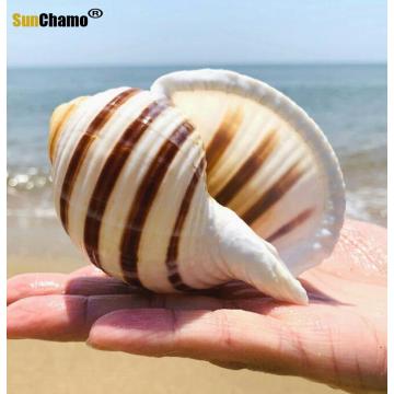 Natural Shell Sea Conch Snail Fish Tank Aquarium Decorations Roll Shellfish Breeding Shell Micro-landscape Succulent Flower Pot