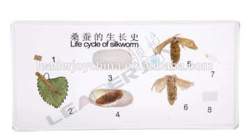 Montessori educational toy resin specimen of life cycle of silkworm