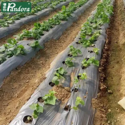 Pandora 16mm Farm Irrigation Pipe and Drip Irrigation System for Agriculture