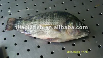 Popular High quality frozen fish whole round tilapia