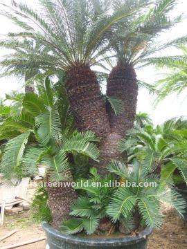 group cycas potted bonsai
