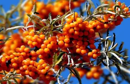 Seabuckthorn Fruit Extract Seabuckthorn Seed Oil Price