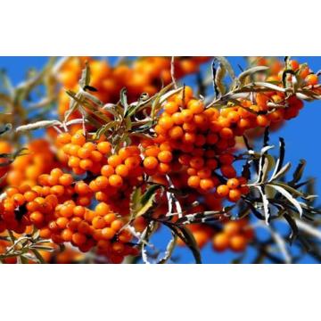 Seabuckthorn Fruit Extract Seabuckthorn Seed Oil Price