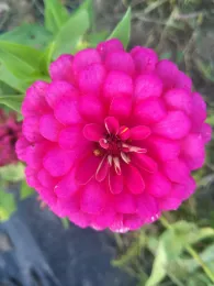 Zinnia Seeds for Garden