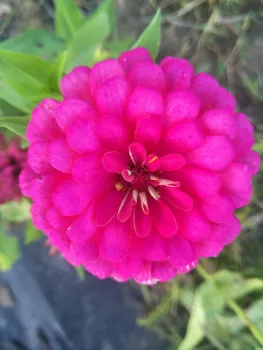 Zinnia Seeds for Garden