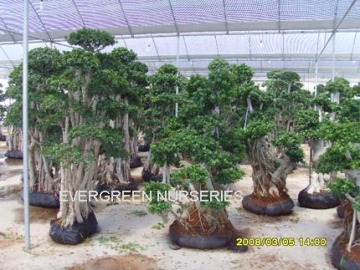 Ficus Microcarpa, ficus bonsai