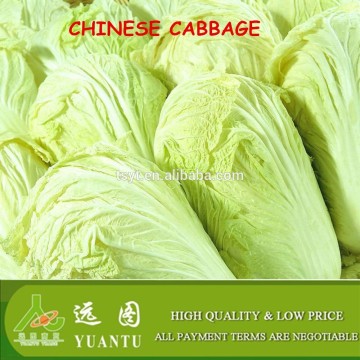 fresh chinese cabbage interesting products from china