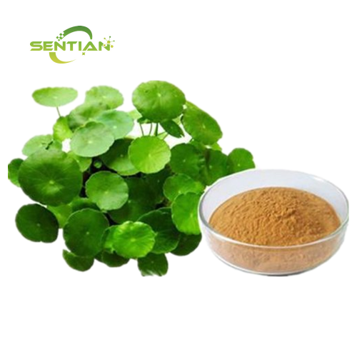 Bacopa Monnieri Extract Bacopasides Powder