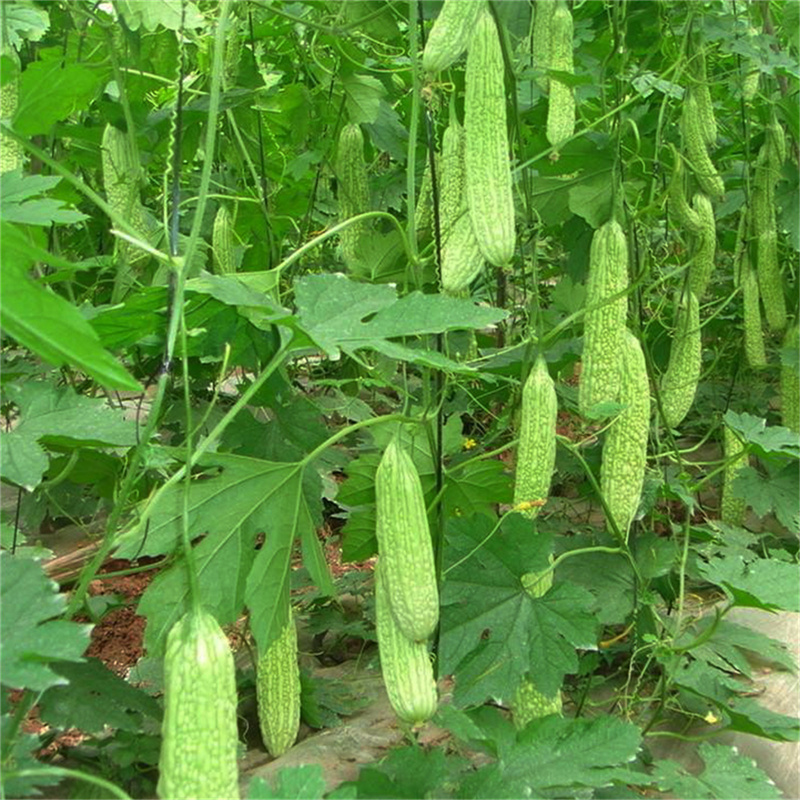 Calabaza amarga