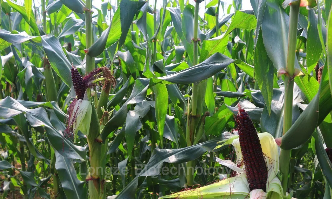 purple corn1111