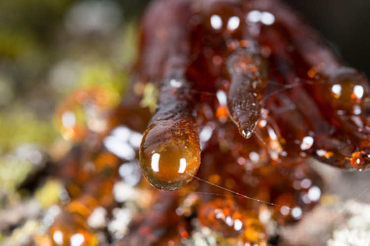 Aceite esencial puro de gálbano natural