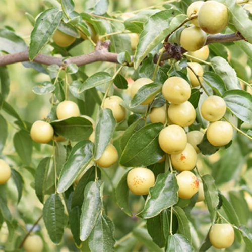 date dolci fresche di frutta fresca