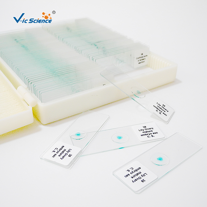 Microscope Slides