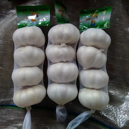 Snow white fresh garlic
