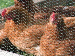 Hexagonal wire netting /chicken wire/ hexagonal wire mesh