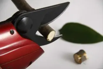 Orchard electric shear with Li-battery