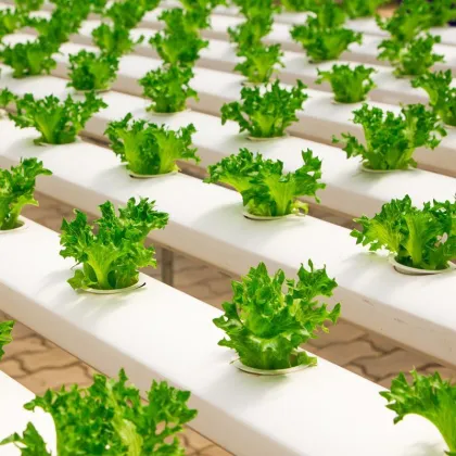 NFT Hydroponics 100X50mm PVC Channel for Greenhouse Growing Systems