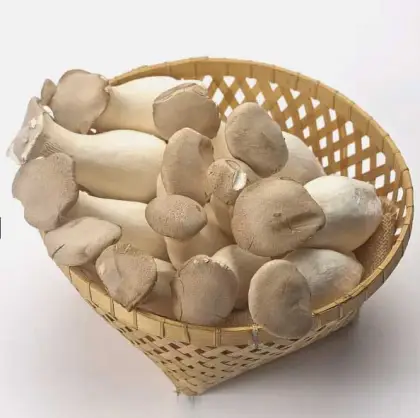 King Oyster Mushrooms Are Grown All Year Round