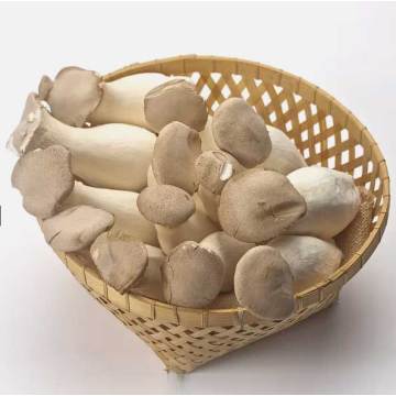 High Nutrition  Oyster Mushroom Spawn