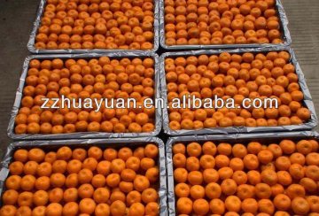 Fresh Nanfeng Oranges