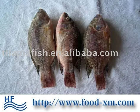 Competitive tilapia from China