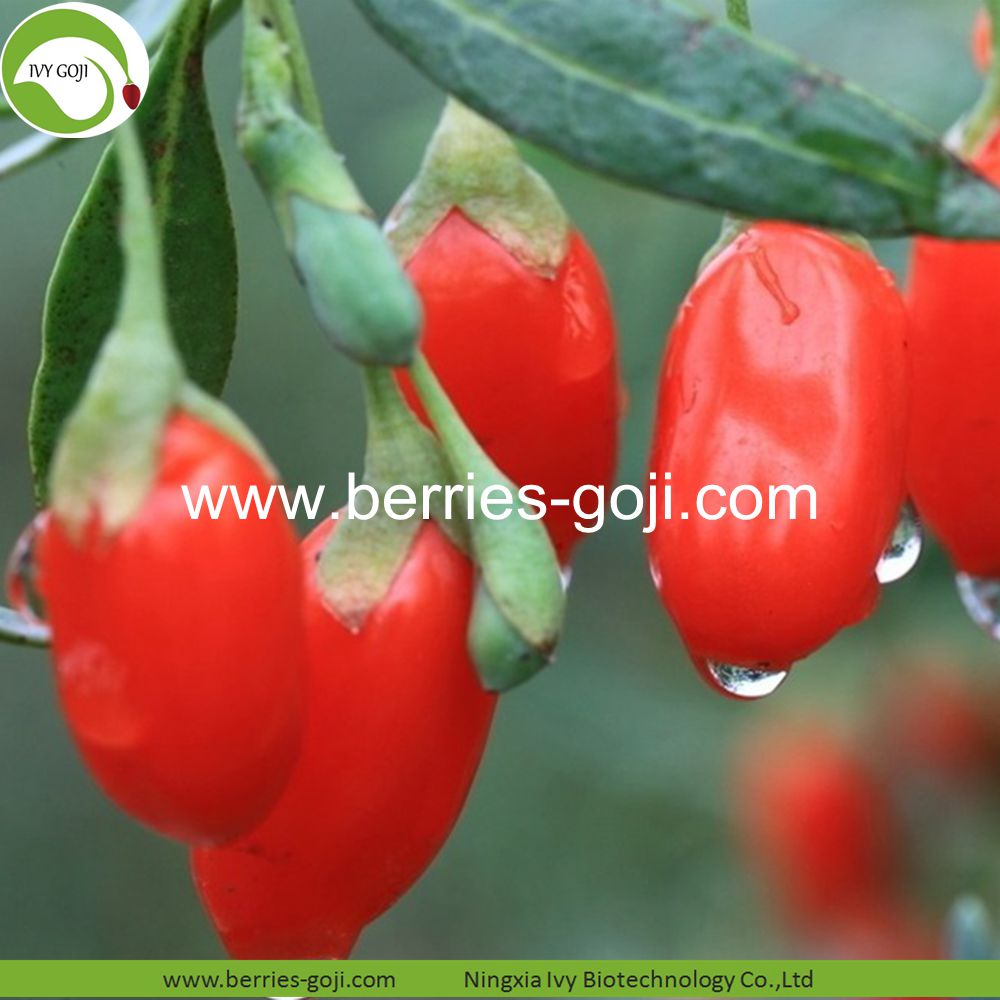 goji berry