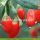 Factory Supply Healthy A Grade Fruit Goji