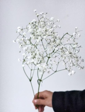 ช่อดอกไม้สีขาว Baby's Breath คุณภาพสูง