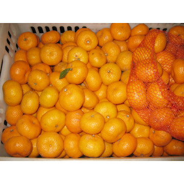 honingzoete baby-mandarijn