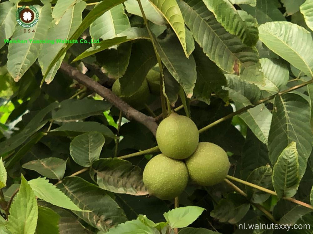 Walnut -kernels van hoge kwaliteit lichte kleurhelften