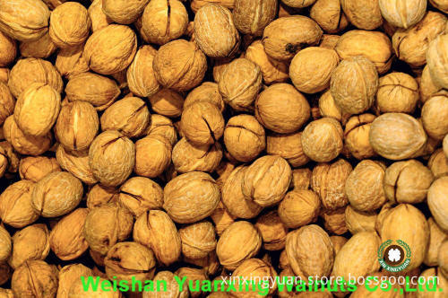 hot sale goods Walnut Kernels Light Pieces