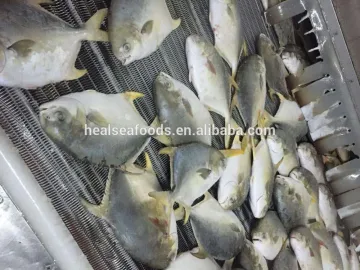 New Arrival Frozen whole round Golden pompano/pomfret