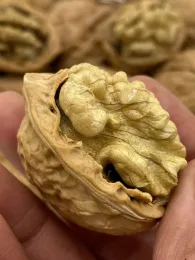 Walnut Kernels