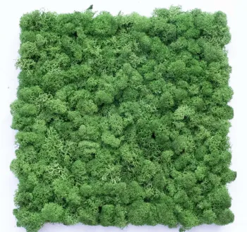 Everlasting Moss Wall Panels for Indoor Office Green Decor