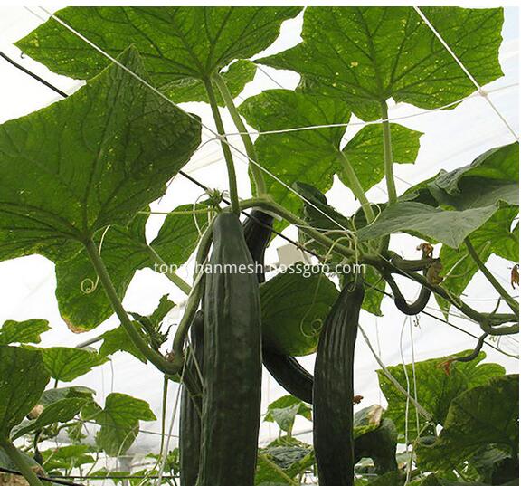 Rede plástica do apoio da planta agrícola do jardim