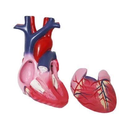 Life Size Heart Model: Educational Teaching Aid for Cardiac Science and Anatomy