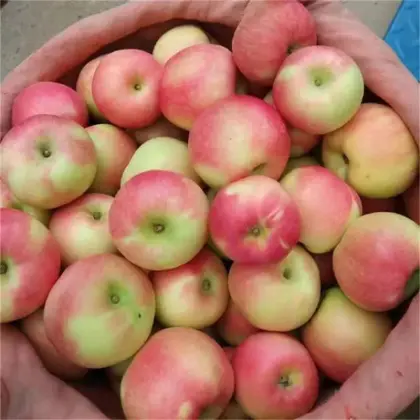 China fresh fruit green gala apple fresh gala apple