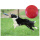 Chien Frisbee Flying Disc Training Fetch Jouet pour animaux de compagnie