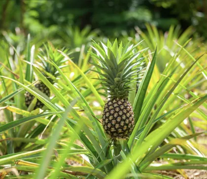 Pineapple Spray Dried Fruit Powder