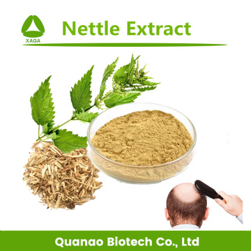 Top Quality Nettle Leaf Extract Powder 10:1